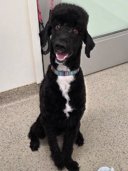 A young large-sized male Standard Poodle dog named Professor Shadow for adoption in Fishers, IN