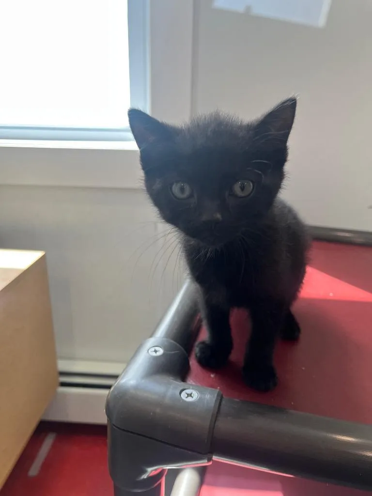 A baby small-sized female Domestic Short Hair cat named Mia for adoption in Lunenburg, VT