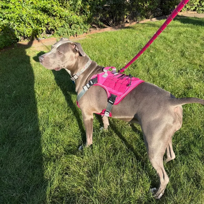 An adult large-sized female American Staffordshire Terrier dog named Nova for adoption in Chicago, IL