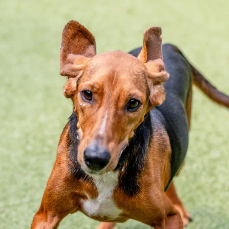 An adult medium-sized male Hound dog named Earl for adoption in Hilton Head Island, SC