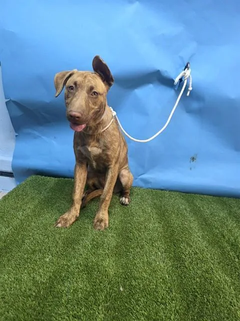 A baby large-sized female Pit Bull Terrier dog named Brianna for adoption in Downey, CA