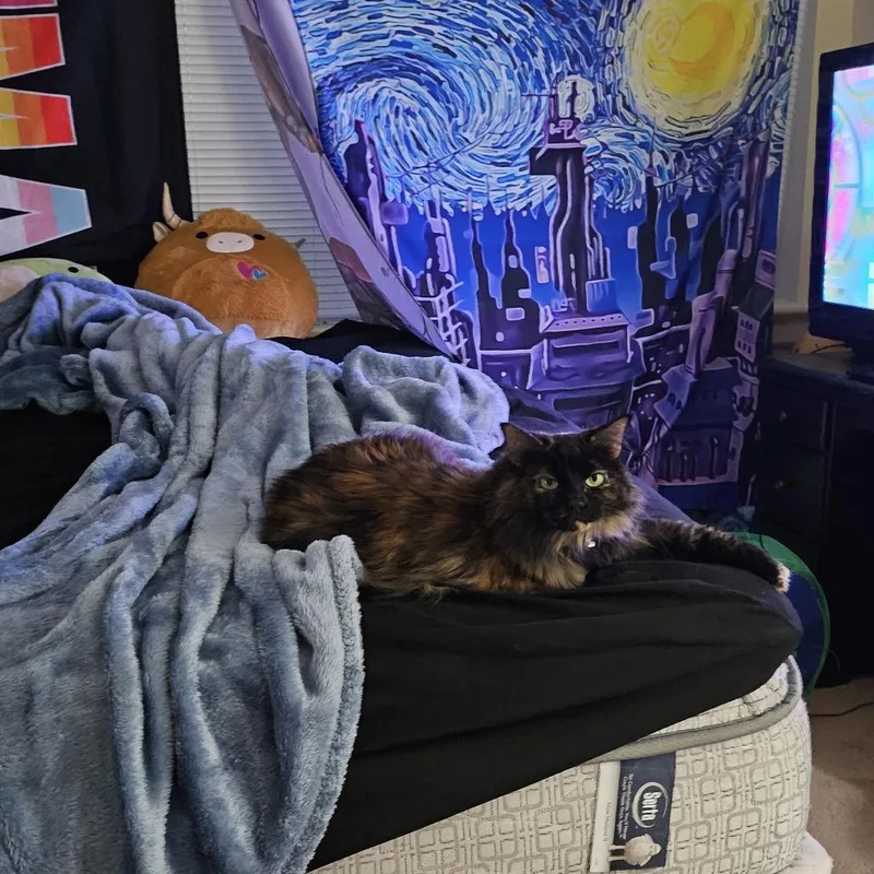 An adult small-sized female Domestic Long Hair cat named Maple for adoption in Lynchburg, VA