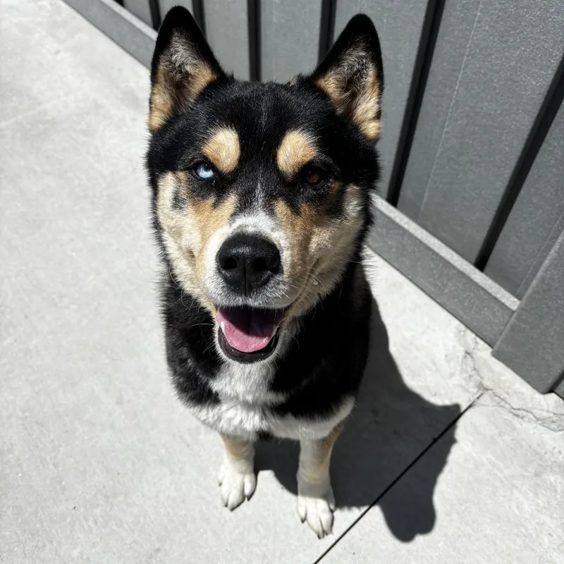 An adult large-sized male Black Siberian Husky dog named Ghost for adoption in Matteson, IL