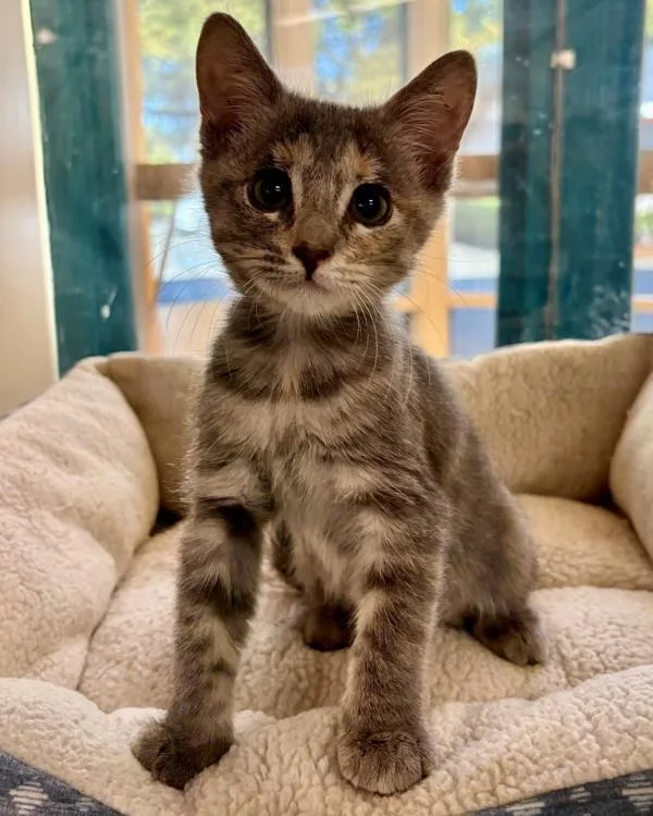 A baby small-sized female Domestic Short Hair cat named Molly for adoption in Novato, CA