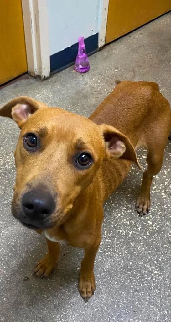 An adult medium-sized female Mixed Breed dog named Piper for adoption in Ocala, FL