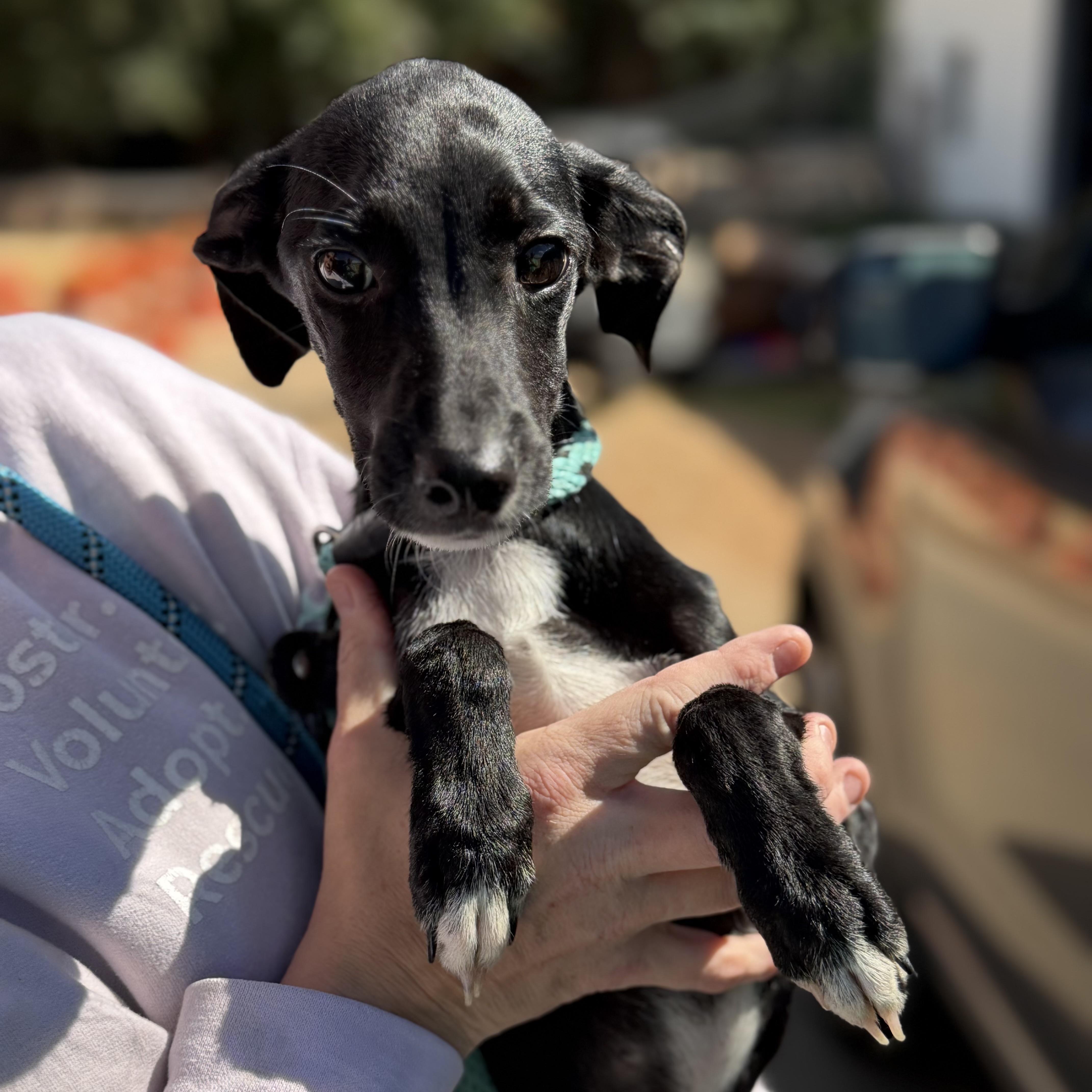 A baby medium-sized male Black Terrier dog named Alex for adoption in Columbia, SC