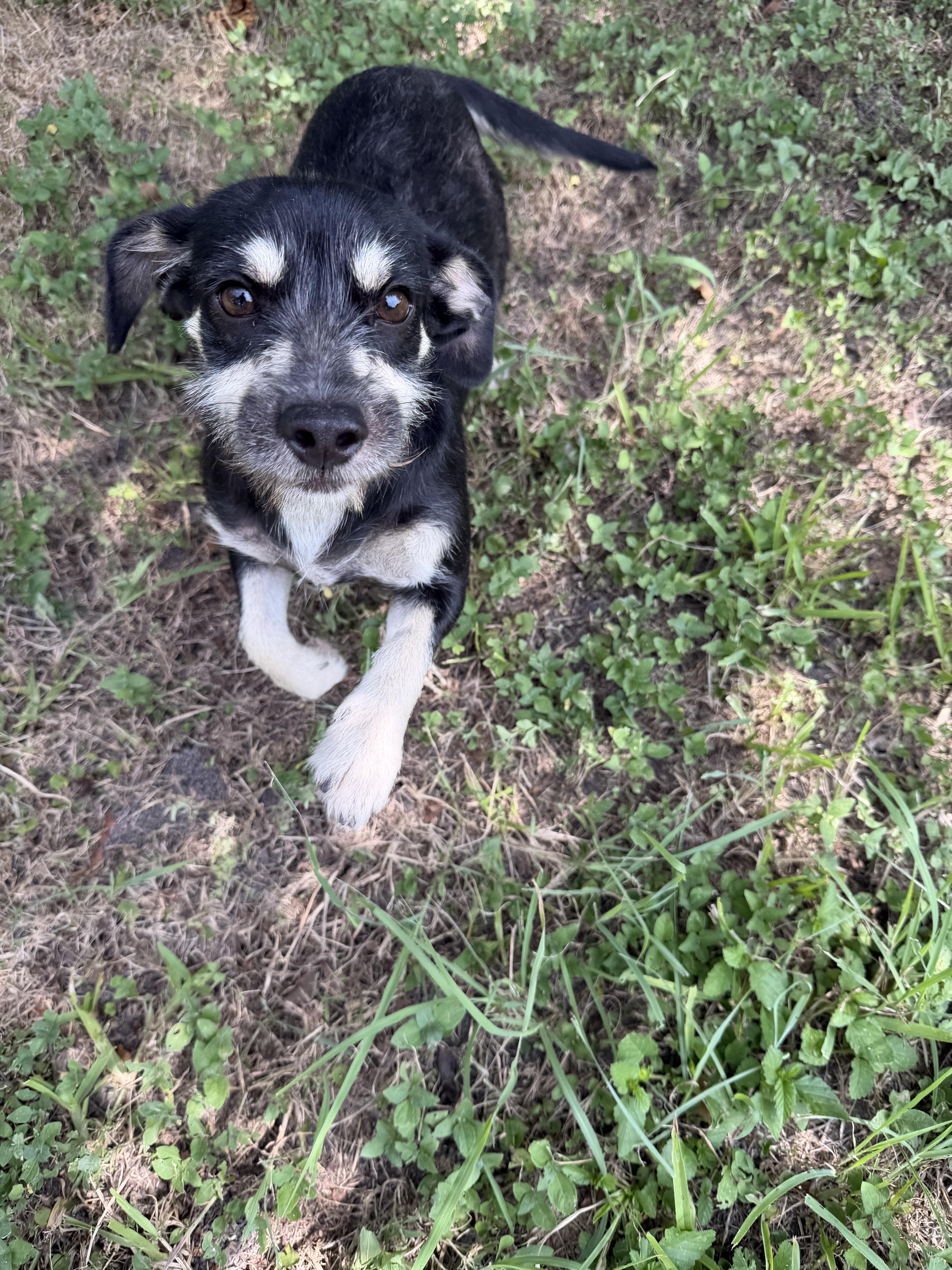 A young small-sized female Jack Russell Terrier dog named Donna Local Aug for adoption in Louise, TX