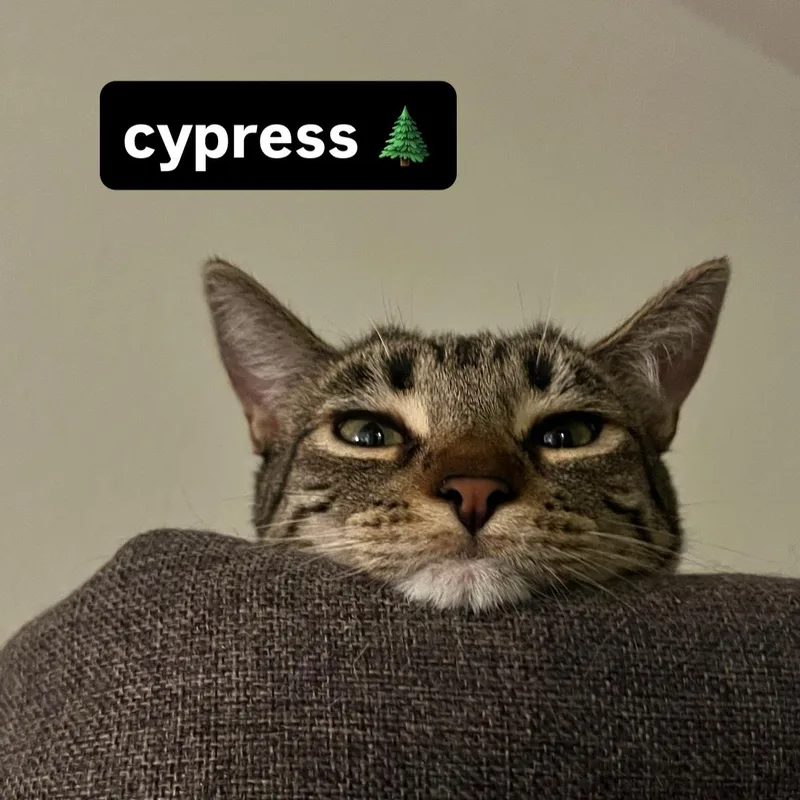 Cypress thumbnail 3