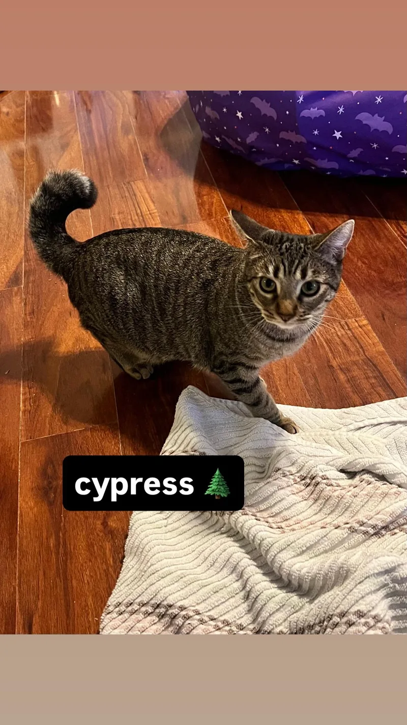 Cypress thumbnail 5