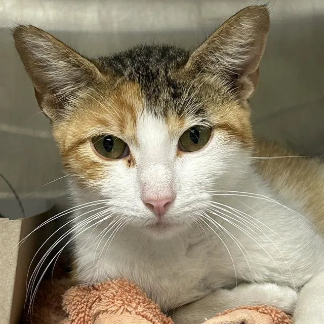 A young medium-sized female Domestic Short Hair cat named London for adoption in San Antonio, TX