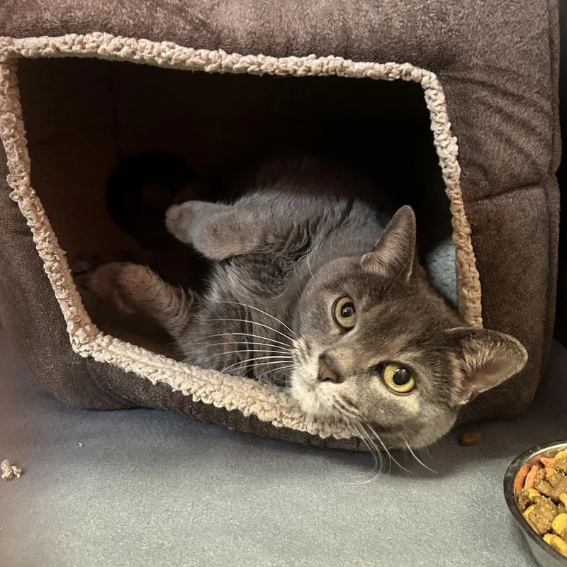 Miss Piggy thumbnail 2