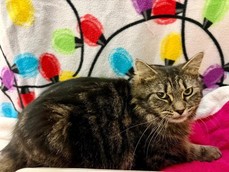 A young medium-sized male Domestic Short Hair cat named Wyatt for adoption in Sayreville, NJ