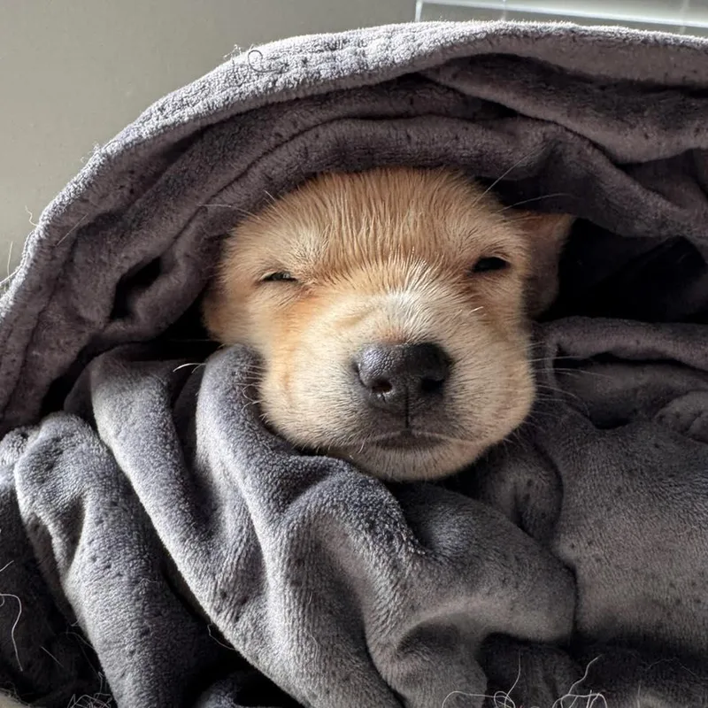 Nugget