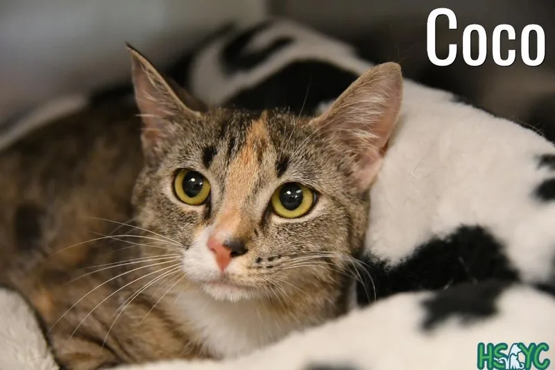 A young medium-sized female Domestic Short Hair cat named Burberry for adoption in Fort Mill, SC