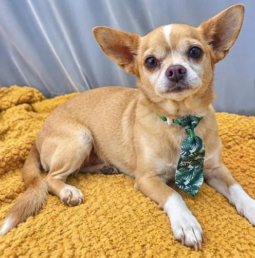 A senior small-sized male Yellow / Tan / Blond / Fawn Chihuahua dog named Chef Boyardee for adoption in Foley, AL