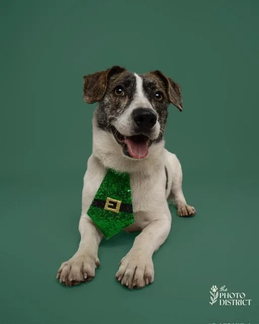 An adult small-sized male Jack Russell Terrier dog named Gryph for adoption in Manhasset, NY