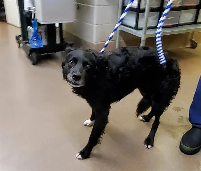 A young large-sized male Border Collie dog named Billy for adoption in Aurora, IL