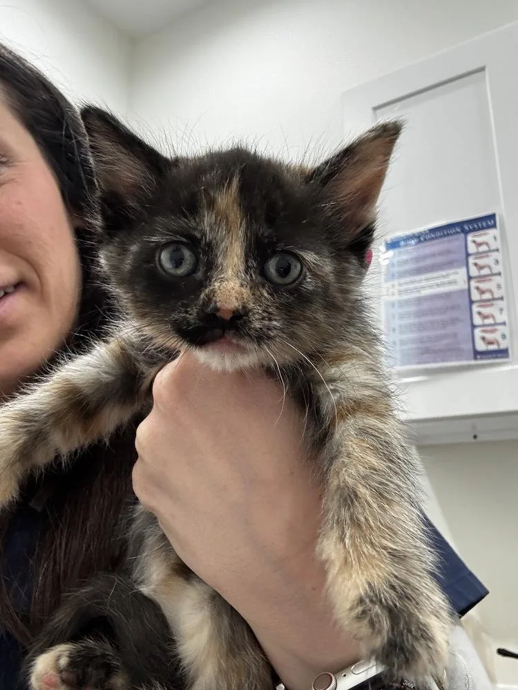 A baby small-sized female Gray / Blue / Silver Domestic Short Hair cat named Lily for adoption in Brewster , NY