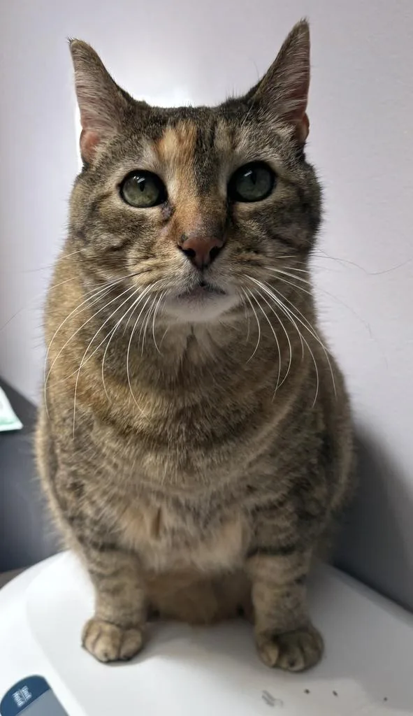 A senior large-sized female Domestic Short Hair cat named Lily for adoption in Saint Paul, MN