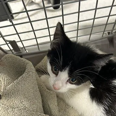 A baby small-sized female Domestic Short Hair cat named Dolly for adoption in Jeffersonville, IN