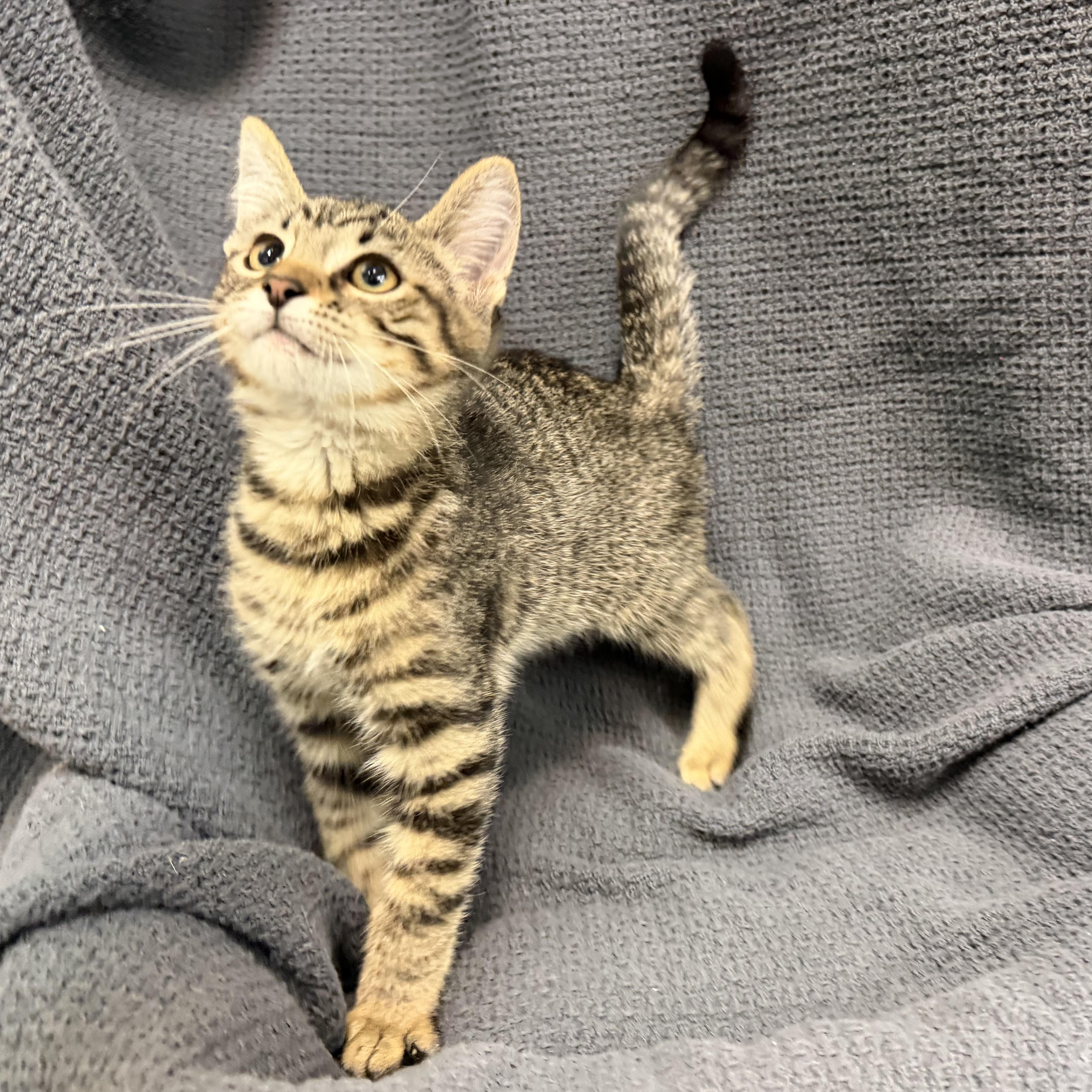 A baby medium-sized male Tabby (Buff / Tan / Fawn) Domestic Short Hair cat named Remi for adoption in Latrobe, PA