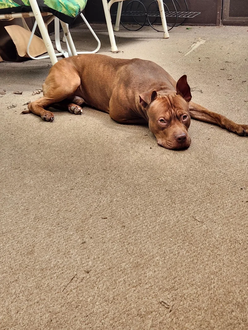 An adult large-sized male Pit Bull Terrier dog named Apollo for adoption in Zimmerman, MN