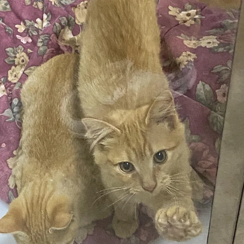 A baby small-sized male Domestic Long Hair cat named Fred for adoption in Franklin, NC