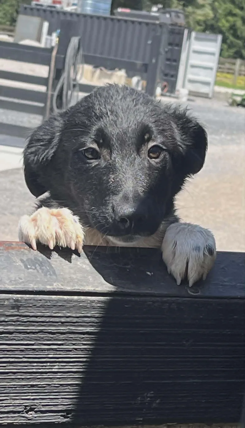 A baby small-sized female Border Collie dog named Dilly for adoption in Havertown, PA