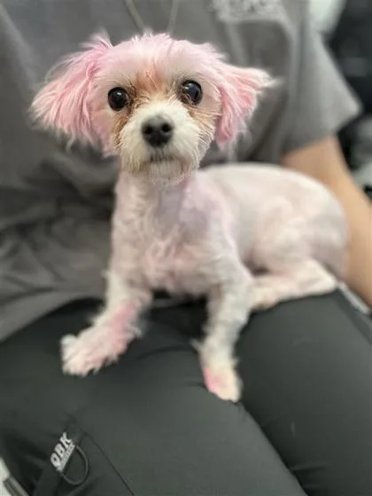 Diva