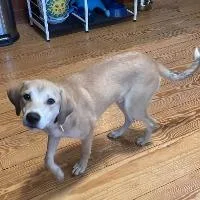 A young medium-sized male Hound dog named Fletcher for adoption in Monticello, NY