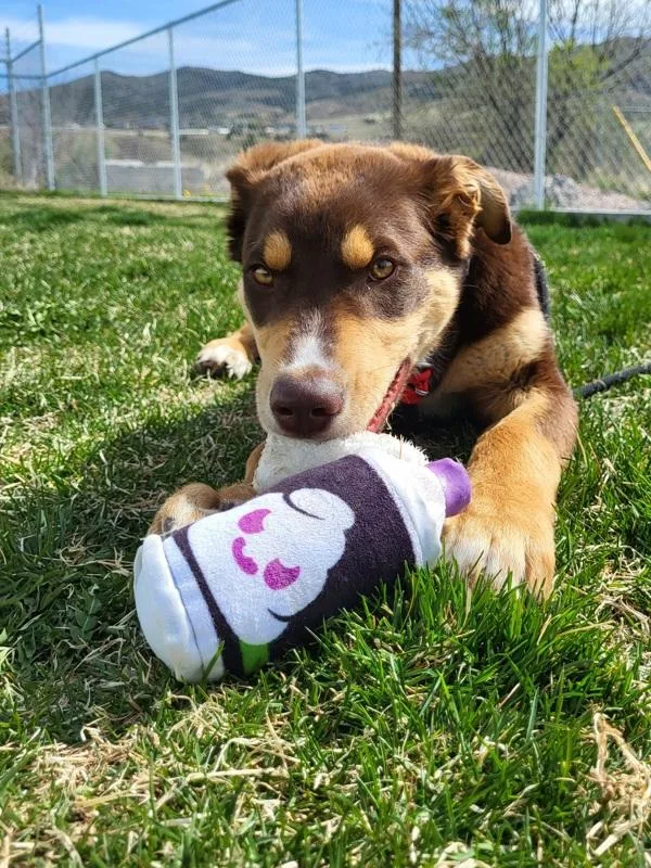 Sherlock thumbnail 2