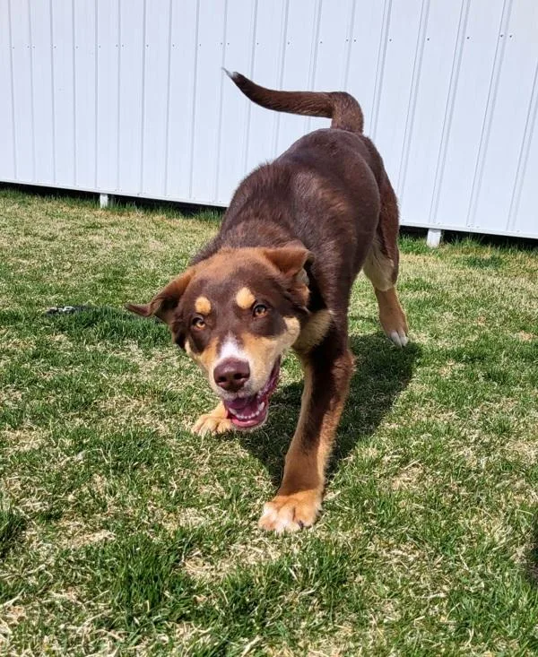 Sherlock thumbnail 3