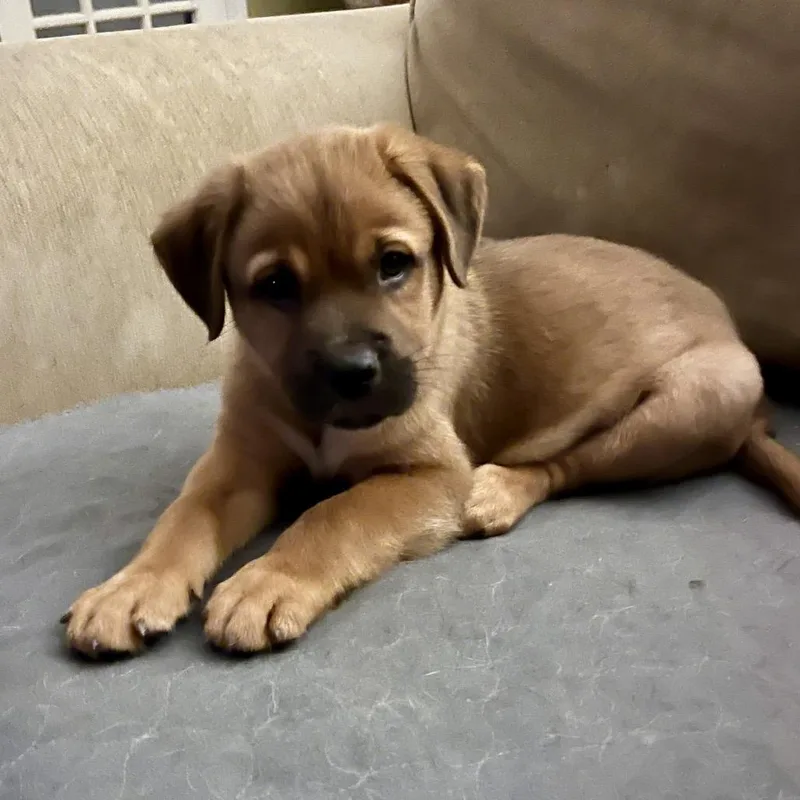 A baby medium-sized male Red / Chestnut / Orange Labrador Retriever dog named Snickers for adoption in Cordova, TN
