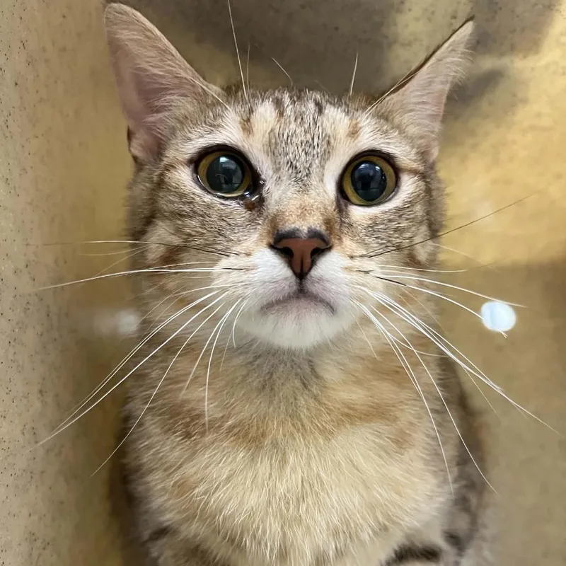An adult medium-sized female Torbie Domestic Short Hair cat named Nettle for adoption in Lyndhurst, VA