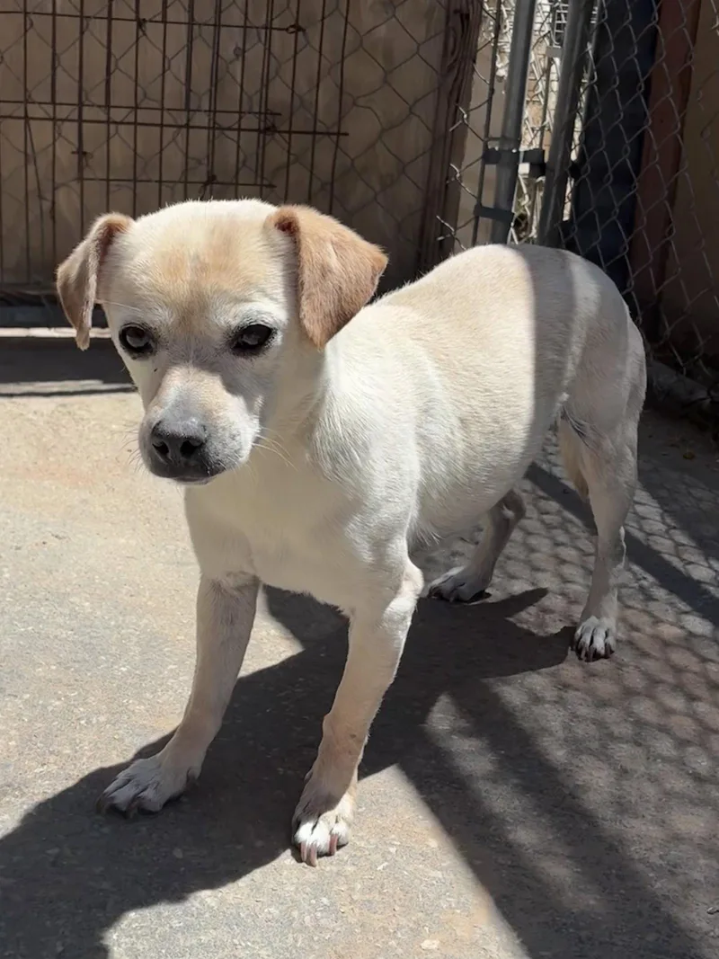 An adult small-sized male Beagle dog named Marvelousmarvy for adoption in Apple Valley, CA