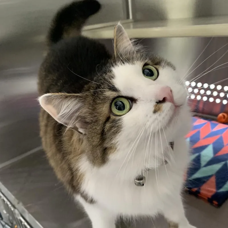 A senior large-sized female White Domestic Long Hair cat named Jelly Bean for adoption in Washburn, MO