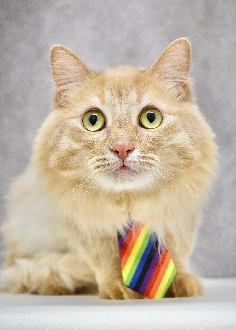 A young medium-sized male Buff / Tan / Fawn Domestic Long Hair cat named Rascal for adoption in Dublin, CA