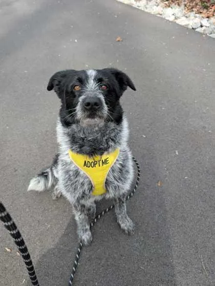 A young medium-sized female Cattle Dog dog named Orinda for adoption in Knoxville, TN