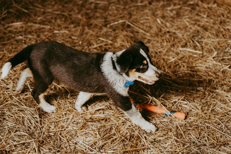 A baby medium-sized male Tricolor (Brown, Black, & White) Australian Shepherd dog named I'm Gone for adoption in Waunakee, WI