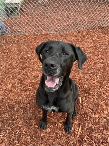 An adult large-sized female Great Dane dog named Tilly for adoption in Panama City, FL