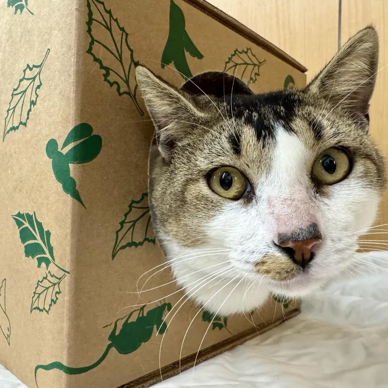 A young medium-sized male Domestic Medium Hair cat named Sunrise for adoption in Saint Louis, MO