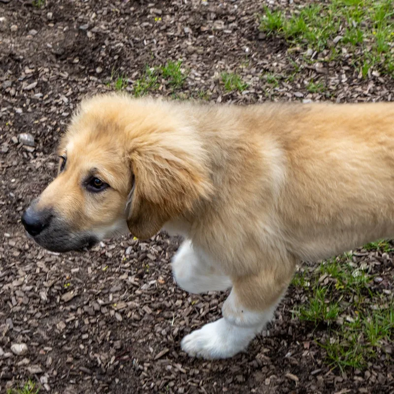 A baby large-sized male Apricot / Beige Great Pyrenees dog named Chalupa for adoption in Mount Pleasant, MI