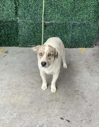 An adult medium-sized male White / Cream Mixed Breed dog named Vaquero for adoption in El Paso, TX