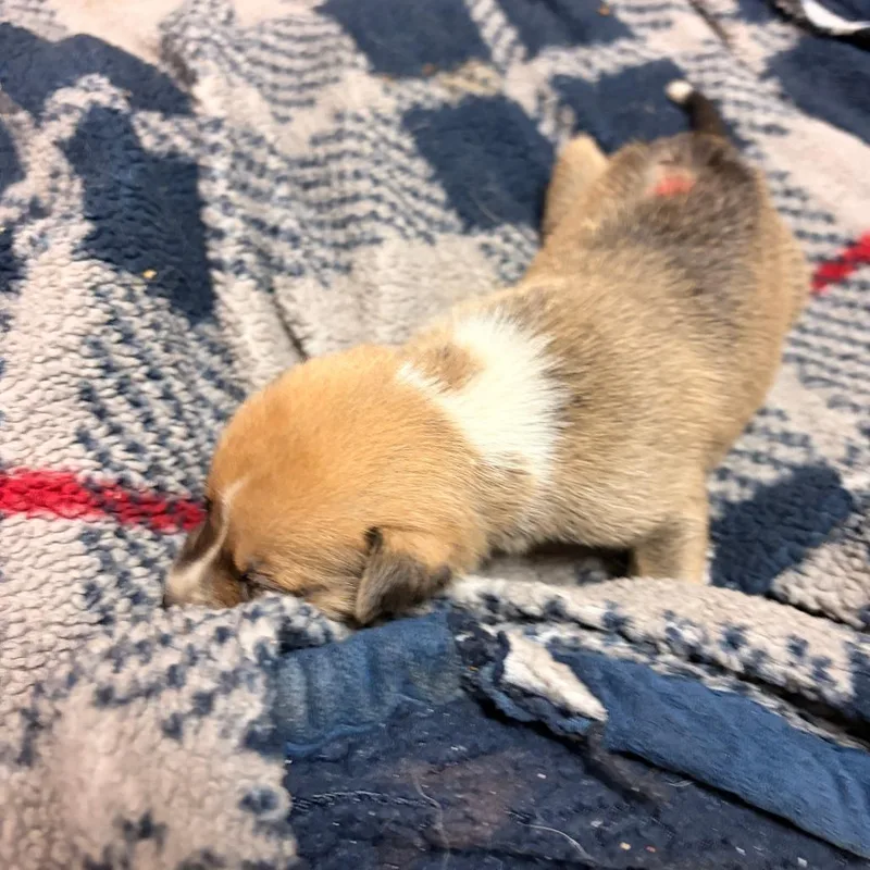 A baby small-sized male Mountain Cur dog named Scooter for adoption in Franklin, NC