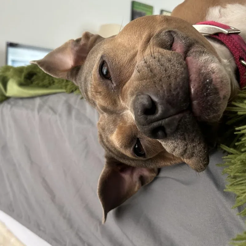 An adult medium-sized female Yellow / Tan / Blond / Fawn Mixed Breed dog named Bobby Sue for adoption in Bangall, NY