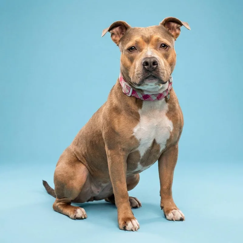 Bobby Sue thumbnail 3