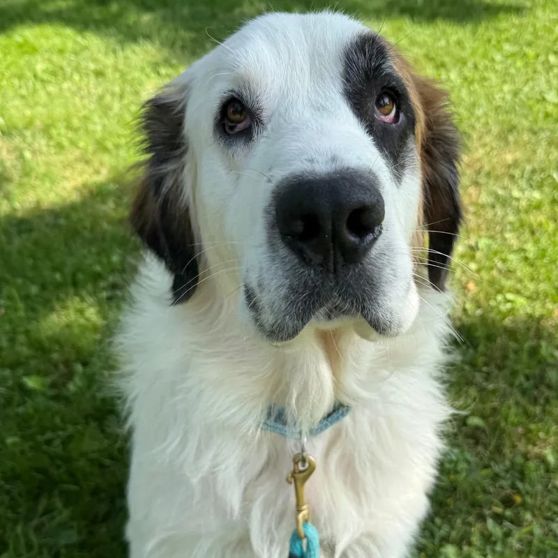 An adult large-sized female White / Cream Saint Bernard dog named Maisy $ for adoption in Milwaukee, WI