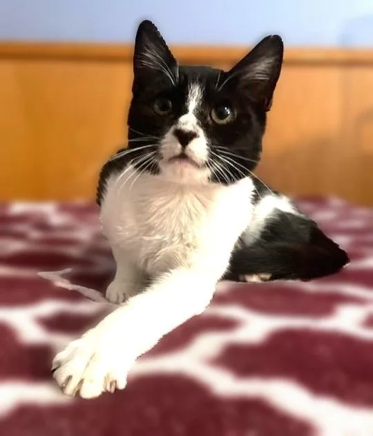 Scarlett thumbnail 2