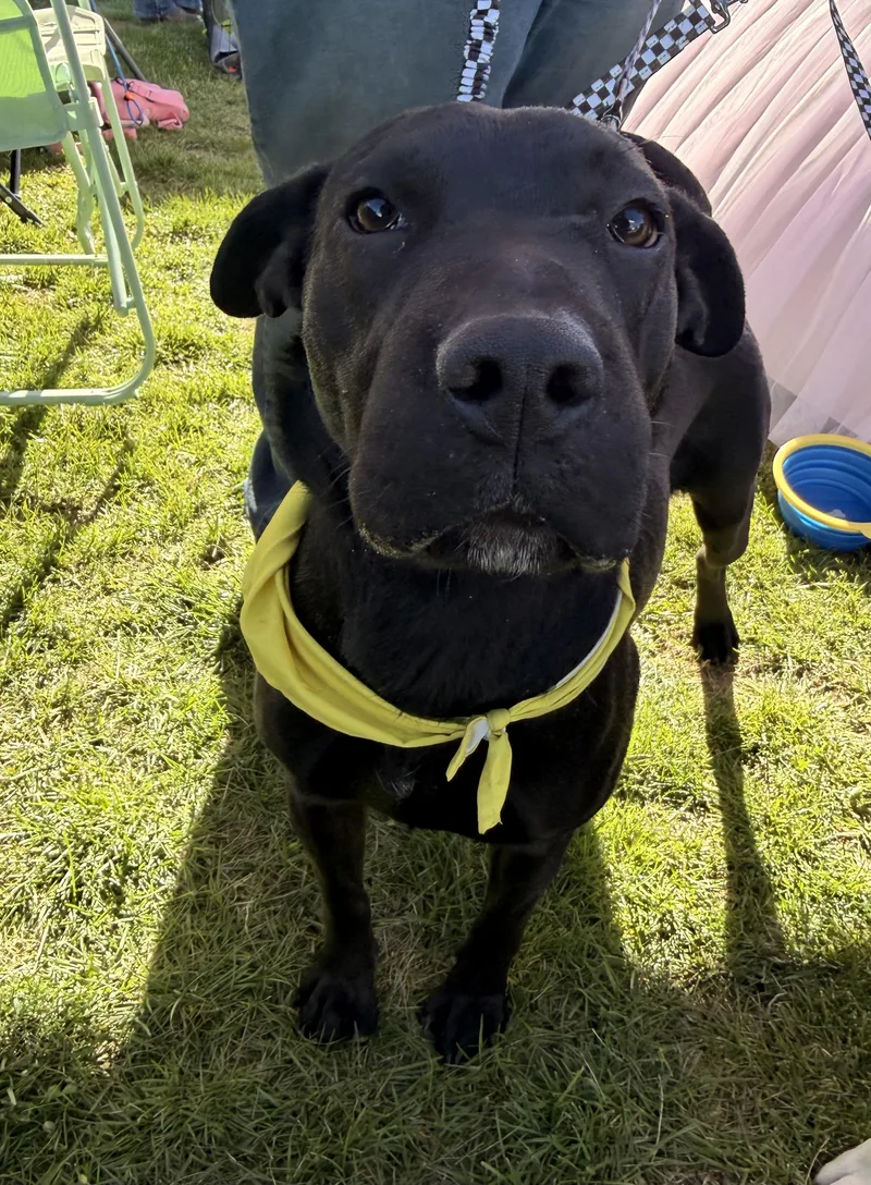 Beauty Queen thumbnail 5