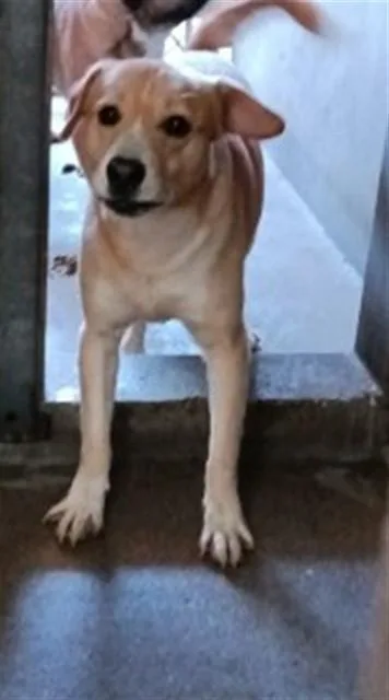 A young medium-sized male Pit Bull Terrier dog named Elijah for adoption in San Bernardino, CA